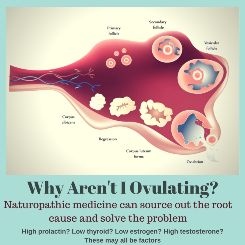 Address the Root Cause of Anovulation